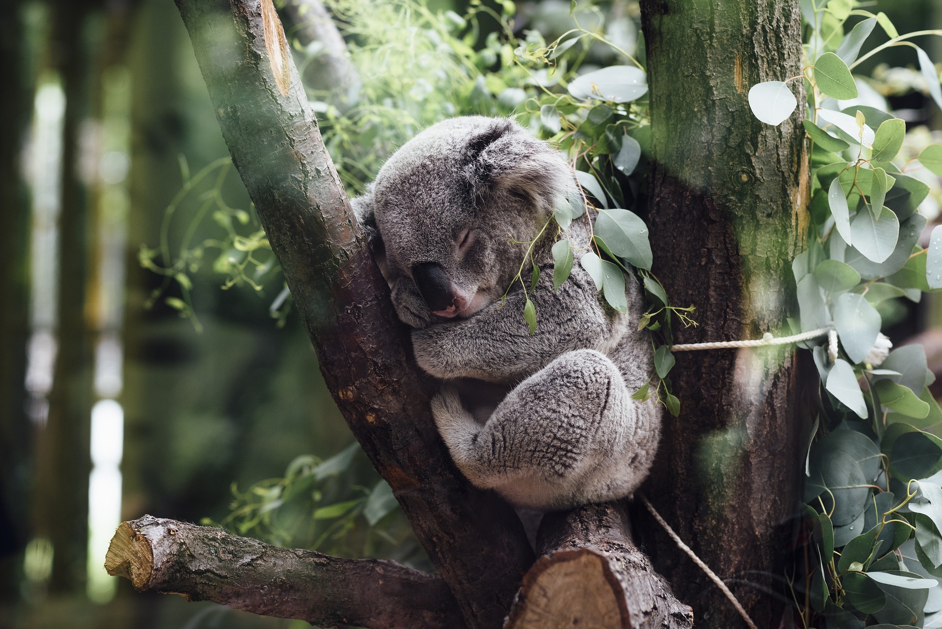 animals-2608662_1920